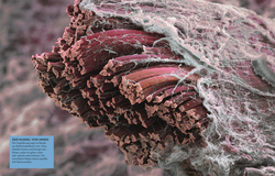 Innenansicht 2 zum Buch Wissen für clevere Kids. Der menschliche Körper für clevere Kids