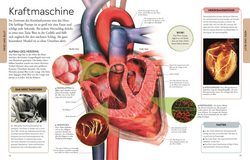 Innenansicht 3 zum Buch Wissen für clevere Kids. Der menschliche Körper für clevere Kids