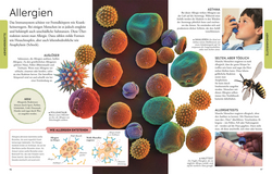 Innenansicht 4 zum Buch Wissen für clevere Kids. Der menschliche Körper für clevere Kids