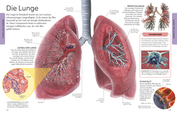 Innenansicht 5 zum Buch Wissen für clevere Kids. Der menschliche Körper für clevere Kids