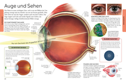 Innenansicht 7 zum Buch Wissen für clevere Kids. Der menschliche Körper für clevere Kids