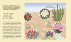 Innenansicht 3 zum Buch Wildpflanzen