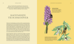 Innenansicht 4 zum Buch Wildpflanzen