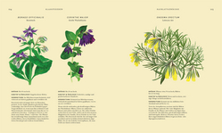 Innenansicht 5 zum Buch Wildpflanzen