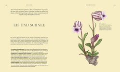 Innenansicht 7 zum Buch Wildpflanzen