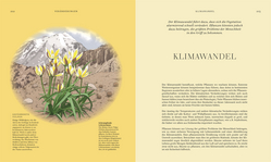 Innenansicht 8 zum Buch Wildpflanzen