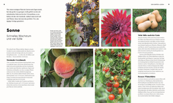 Innenansicht 3 zum Buch Hier wächst was!
