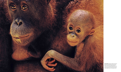 Innenansicht 5 zum Buch Tiere und ihr Verhalten