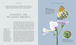 Innenansicht 3 zum Buch Insekten