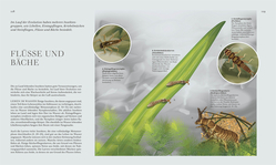 Innenansicht 4 zum Buch Insekten