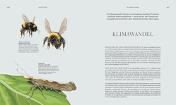 Innenansicht 6 zum Buch Insekten