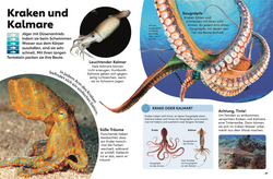 Innenansicht 3 zum Buch memo Wissen Kids. Das Meer