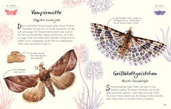 Innenansicht 5 zum Buch Wundervolle Welt – Kleine Schätze. Schmetterlinge Innenansicht 5 zum Buch Wundervolle Welt – Kleine Schätze. Schmetterlinge