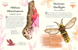 Innenansicht 6 zum Buch Wundervolle Welt – Kleine Schätze. Schmetterlinge Innenansicht 6 zum Buch Wundervolle Welt – Kleine Schätze. Schmetterlinge