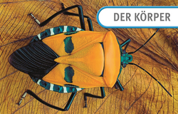 Innenansicht 2 zum Buch Unsere Welt in 1000 Bildern. Insekten