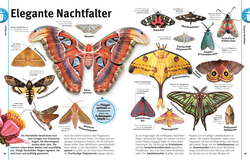 Innenansicht 4 zum Buch Unsere Welt in 1000 Bildern. Insekten