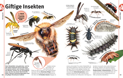 Innenansicht 6 zum Buch Unsere Welt in 1000 Bildern. Insekten
