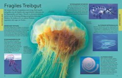 Innenansicht 4 zum Buch Wissen für clevere Kids. Ozeane für clevere Kids