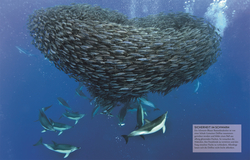 Innenansicht 5 zum Buch Wissen für clevere Kids. Ozeane für clevere Kids