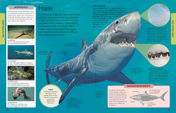 Innenansicht 6 zum Buch Wissen für clevere Kids. Ozeane für clevere Kids