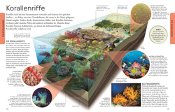 Innenansicht 7 zum Buch Wissen für clevere Kids. Ozeane für clevere Kids