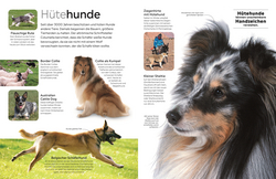 Innenansicht 5 zum Buch memo Wissen. Hunde