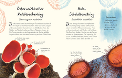 Innenansicht 5 zum Buch Wundervolle Welt – Kleine Schätze. Pilze