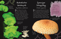 Innenansicht 6 zum Buch Wundervolle Welt – Kleine Schätze. Pilze
