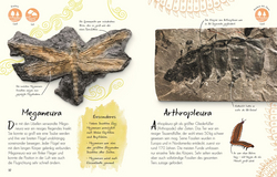 Innenansicht 2 zum Buch Wundervolle Welt - Kleine Schätze. Fossilien