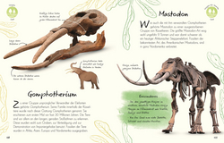 Innenansicht 7 zum Buch Wundervolle Welt - Kleine Schätze. Fossilien