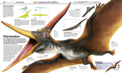 Innenansicht 4 zum Buch DK Wissen. Dinosaurier