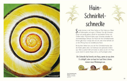 Innenansicht 4 zum Buch Wundervolle Welt der Insekten und Spinnentiere