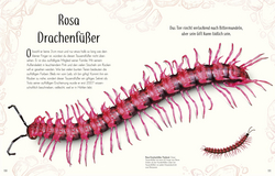 Innenansicht 6 zum Buch Wundervolle Welt der Insekten und Spinnentiere