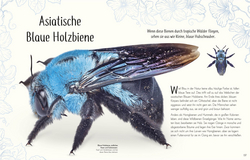Innenansicht 7 zum Buch Wundervolle Welt der Insekten und Spinnentiere