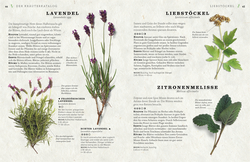 Innenansicht 4 zum Buch Küchenkräuter anbauen und genießen