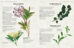 Innenansicht 5 zum Buch Küchenkräuter anbauen und genießen