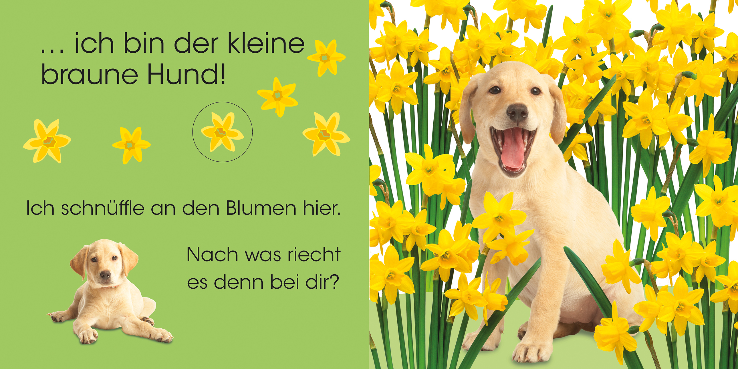 Wer versteckt sich da? Hund und Katze DK Verlag