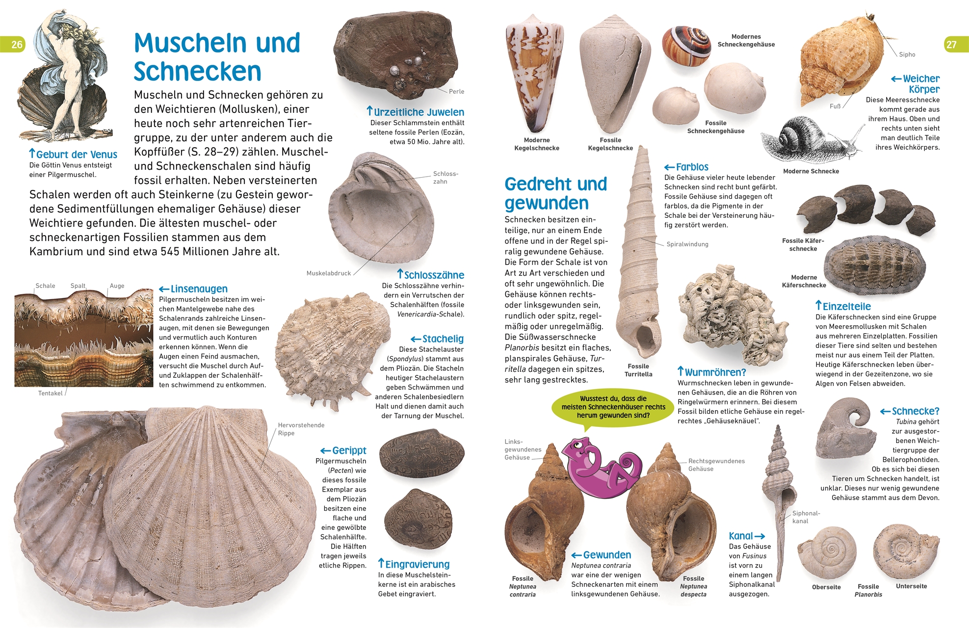 memo Wissen entdecken Fossilien