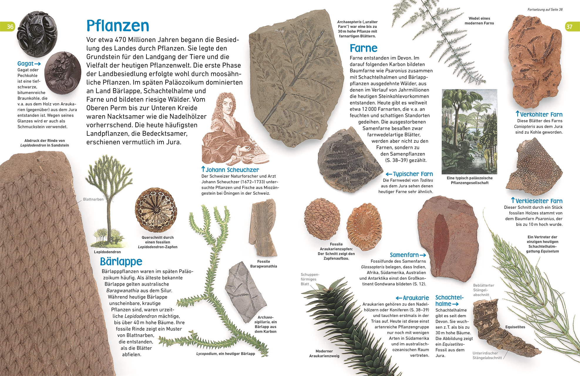 Memo Wissen Entdecken Fossilien