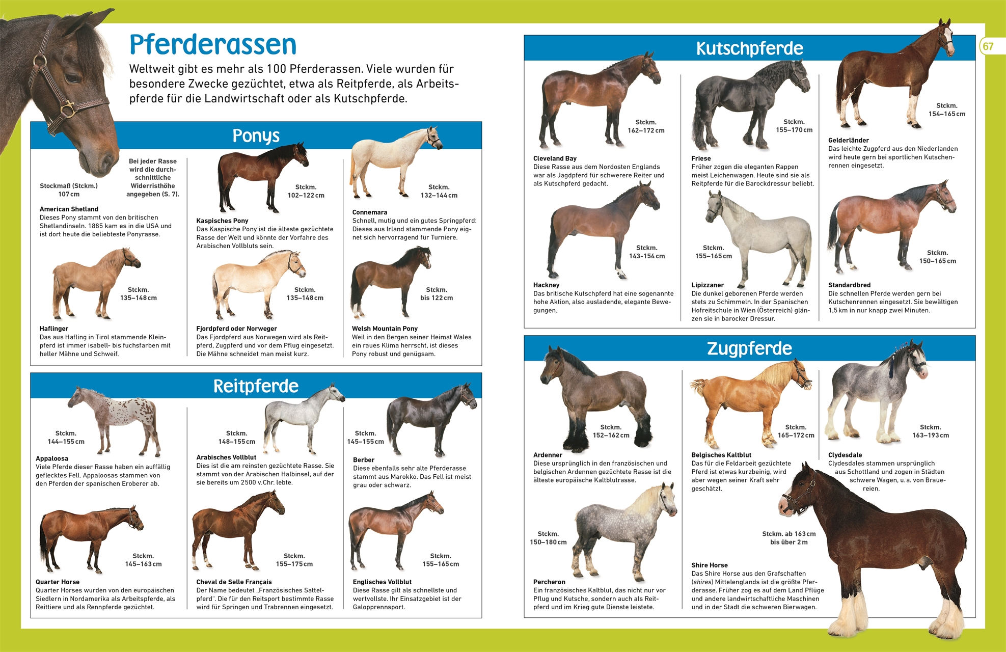 Pferde Wissen