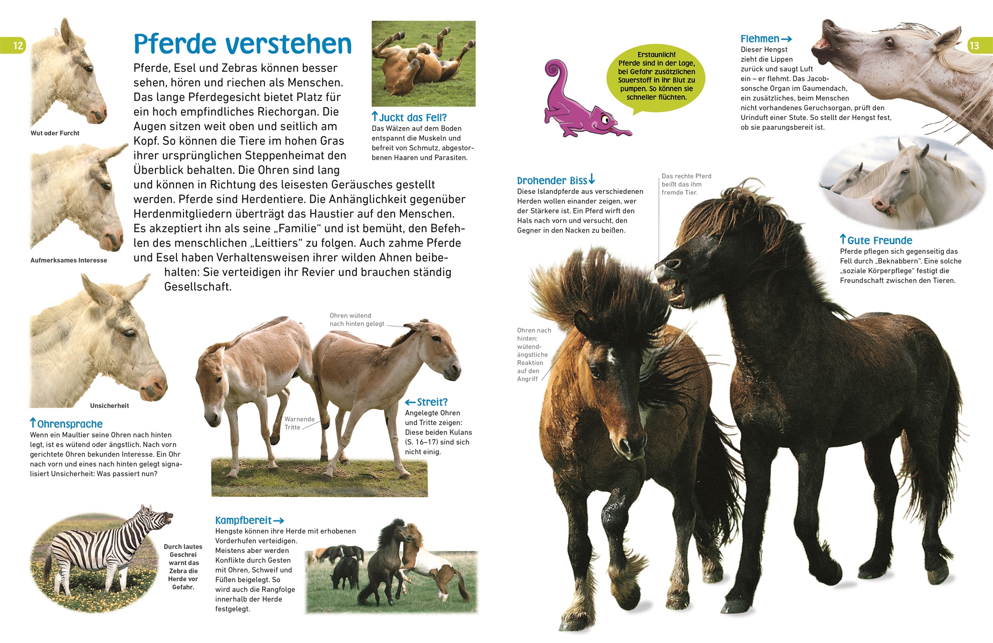 memo Wissen entdecken – Pferde