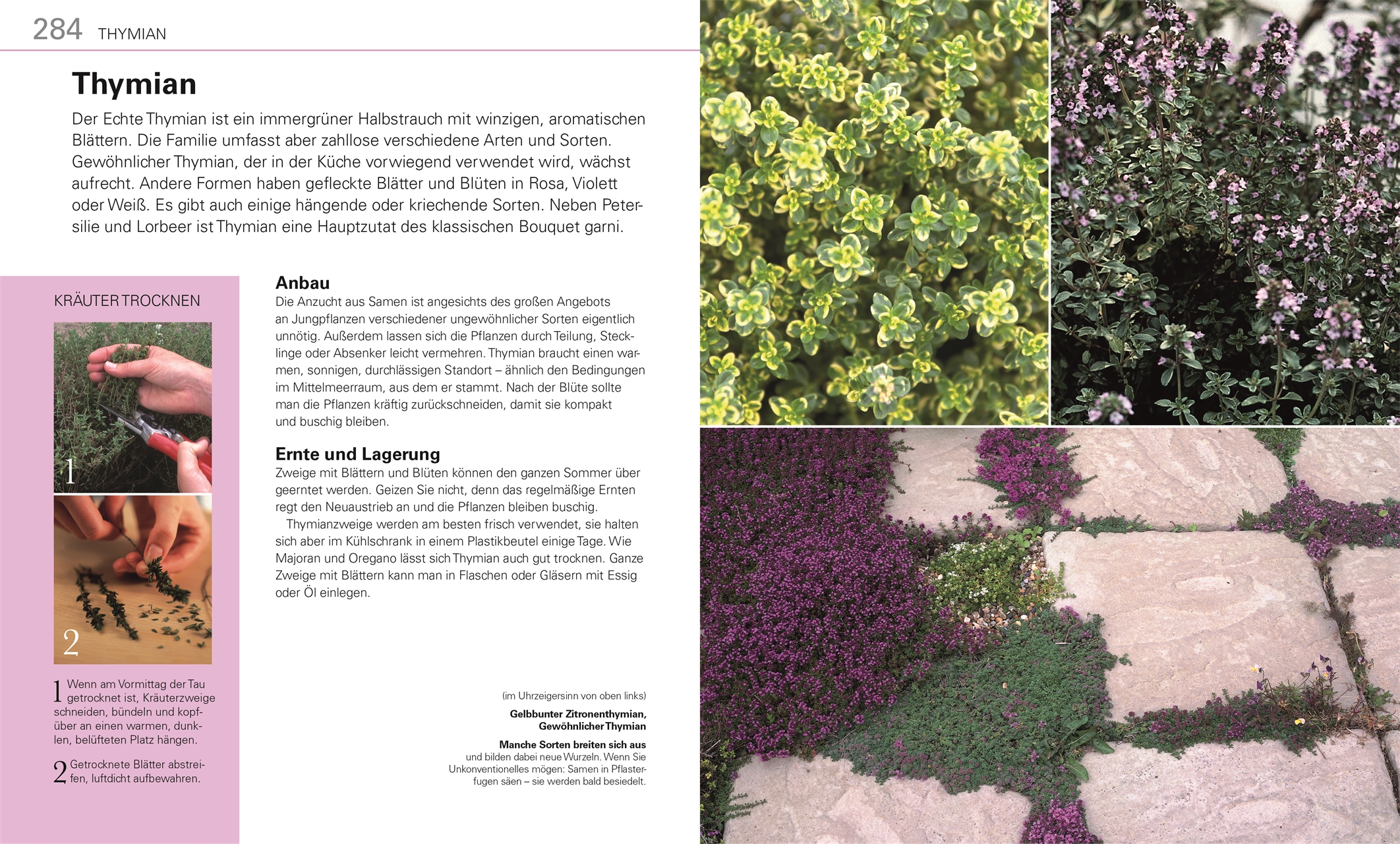 Gemüse für jeden Garten: Das Gartenbuch zum Gemüseanbau