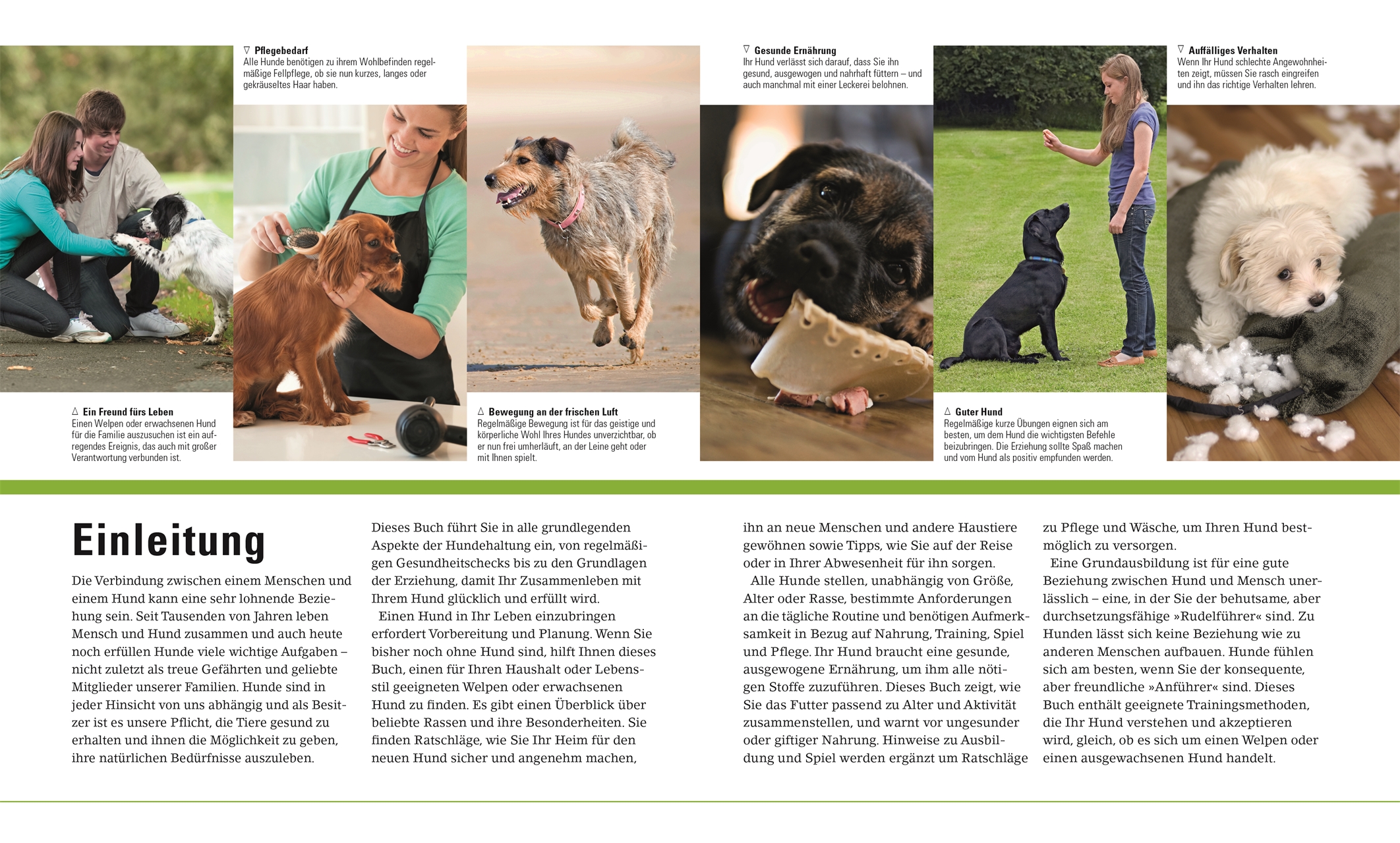 Hallo Hund Dk Verlag