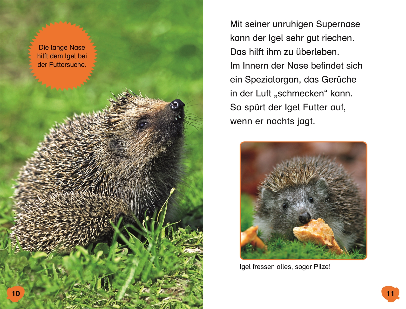 Superleser Hallo Igel Dk Verlag